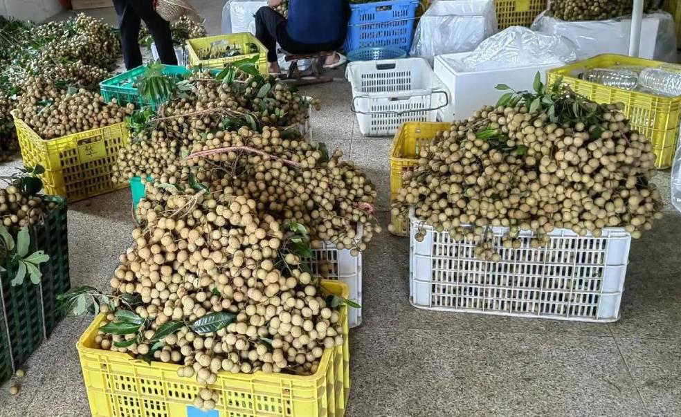 桂圆价格行情深度分析